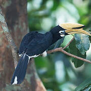 Oriental Pied Hornbill