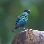 Black-capped Tanager