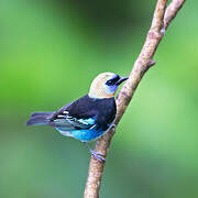 Golden-hooded Tanager