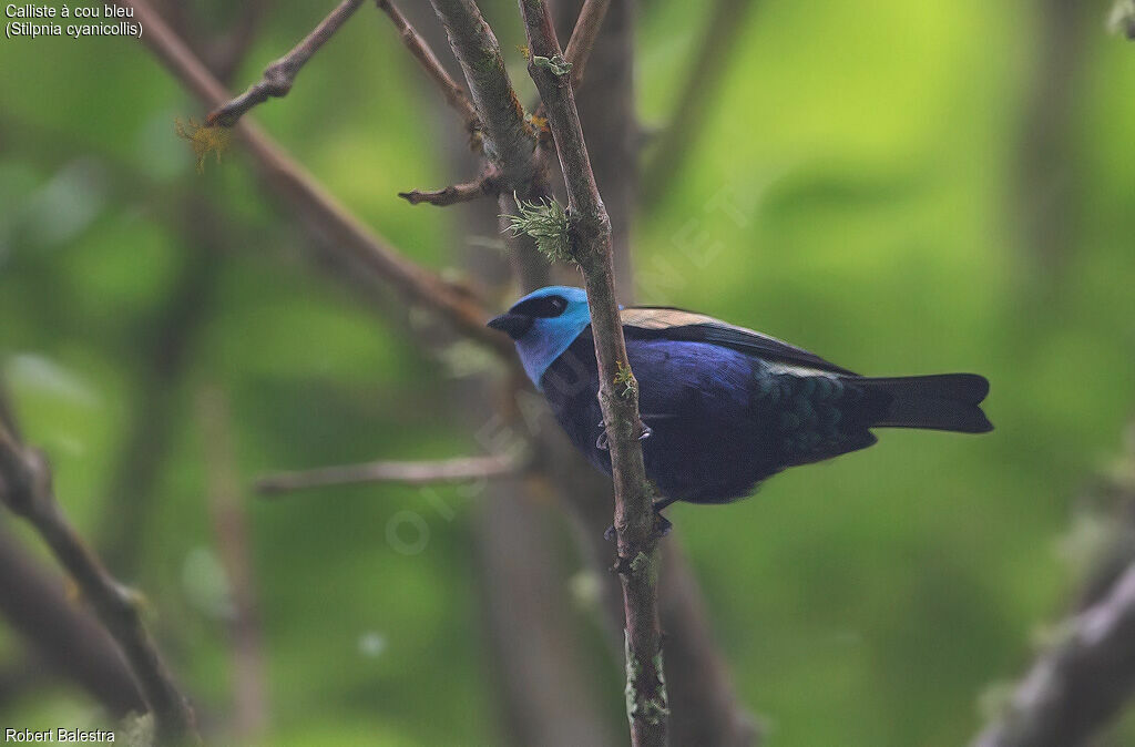 Blue-necked Tanager