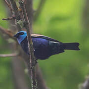 Blue-necked Tanager