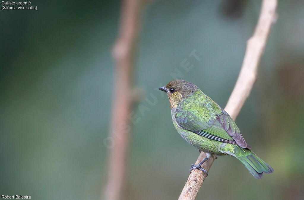 Silver-backed Tanager female