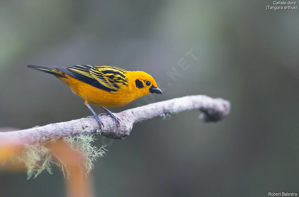 Golden Tanager