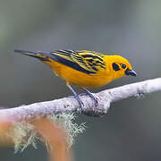 Golden Tanager