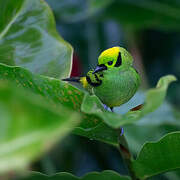 Emerald Tanager