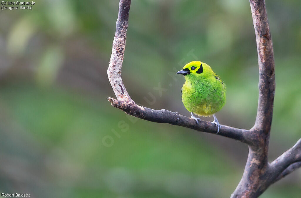 Emerald Tanager