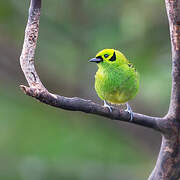 Emerald Tanager