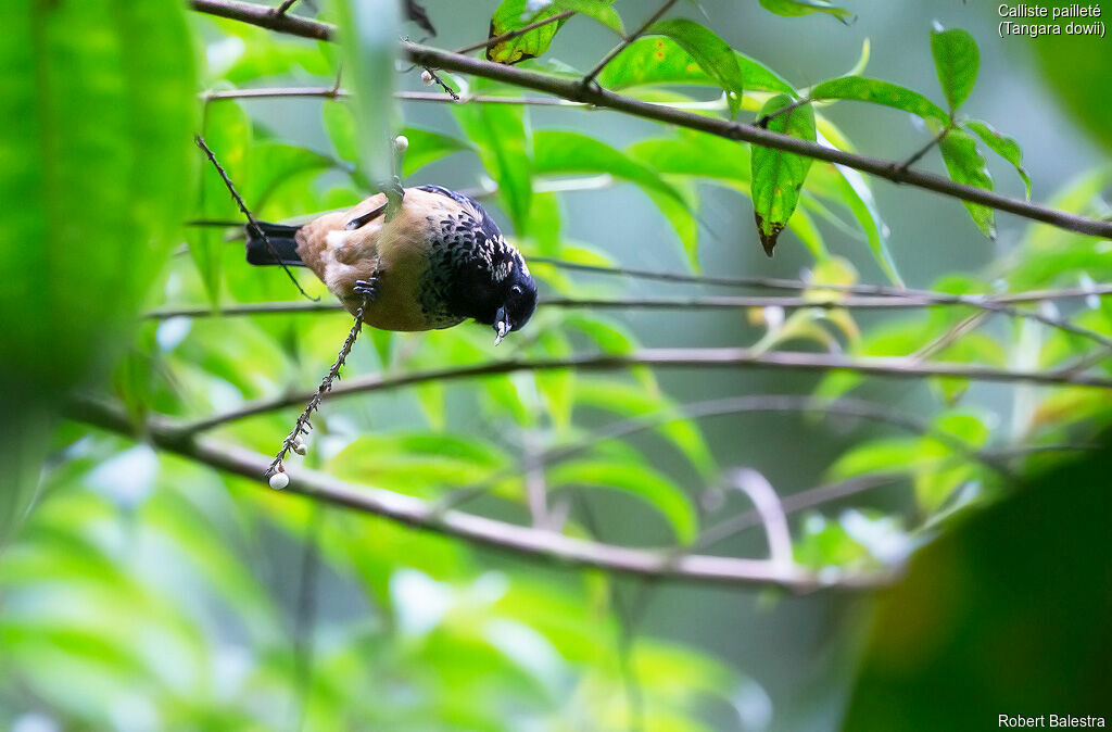 Spangle-cheeked Tanager