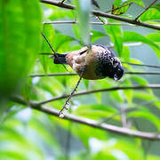 Spangle-cheeked Tanager