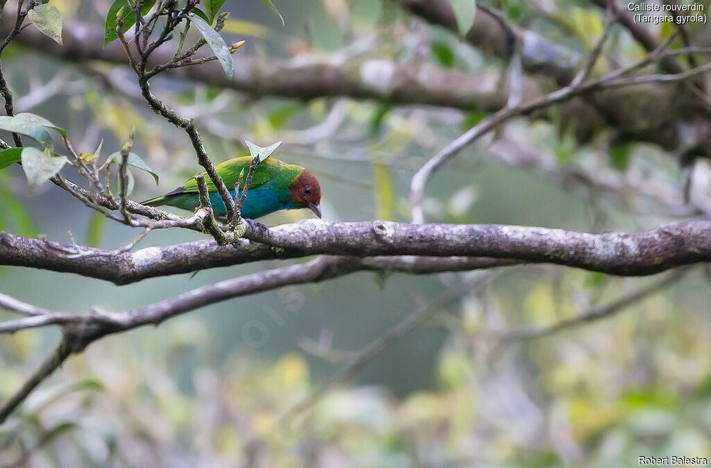 Bay-headed Tanager