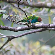 Bay-headed Tanager