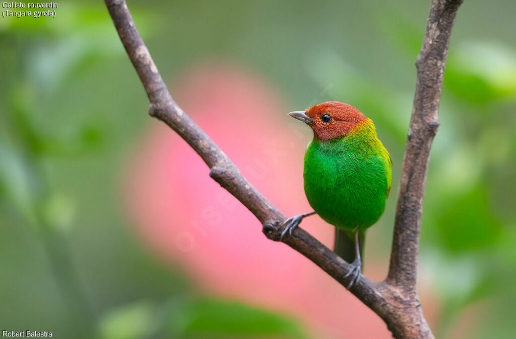 Bay-headed Tanager