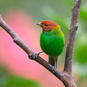 Bay-headed Tanager