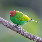 Bay-headed Tanager