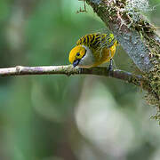 Calliste safran