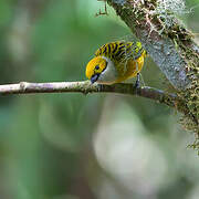 Silver-throated Tanager