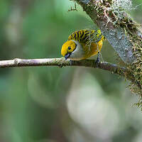 Calliste safran