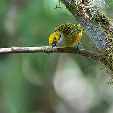 Calliste safran