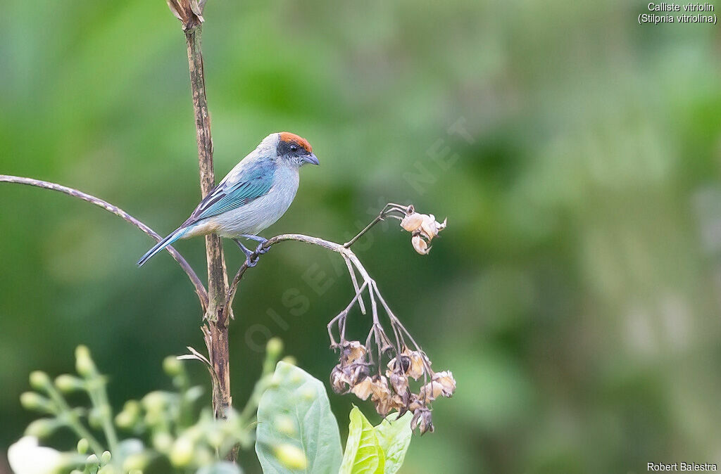 Scrub Tanager