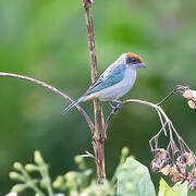 Scrub Tanager