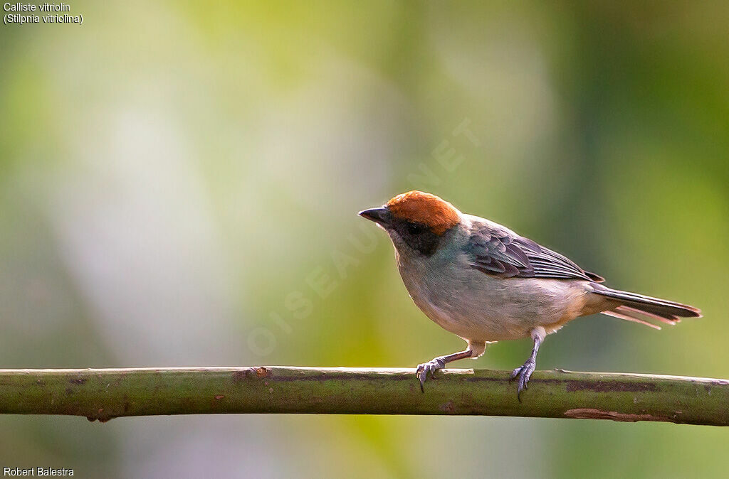 Scrub Tanager