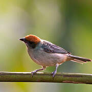 Scrub Tanager