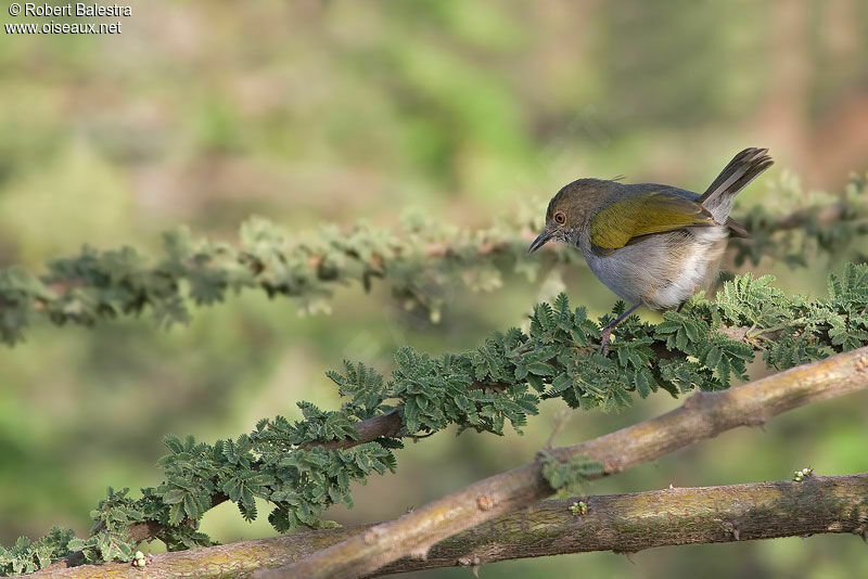 Grey-backed Camaropteraadult