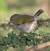 Grey-backed Camaroptera