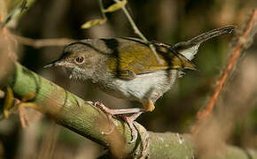 Grey-backed Camaroptera