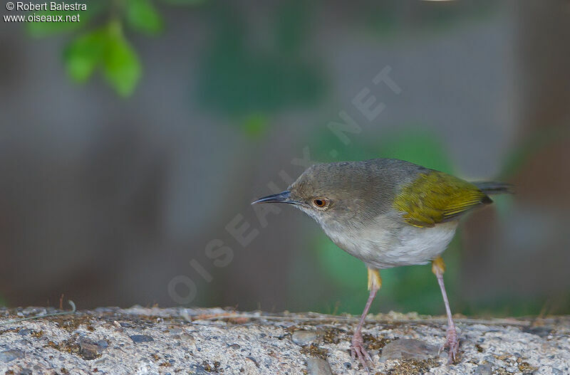 Grey-backed Camaroptera