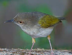 Grey-backed Camaroptera