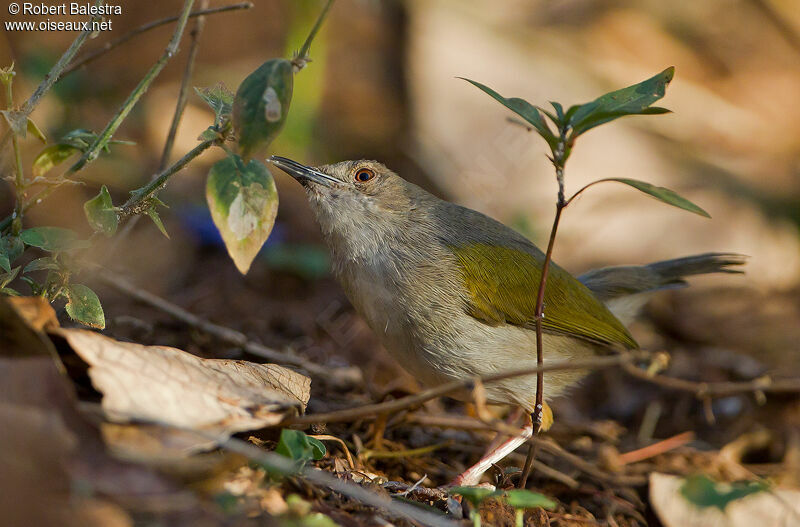 Grey-backed Camaroptera