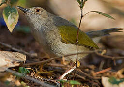 Grey-backed Camaroptera