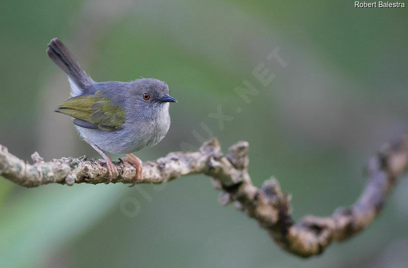 Grey-backed Camaroptera