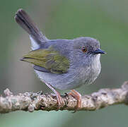 Grey-backed Camaroptera