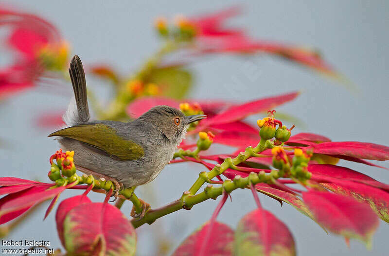 Grey-backed Camaropteraadult