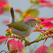 Grey-backed Camaroptera