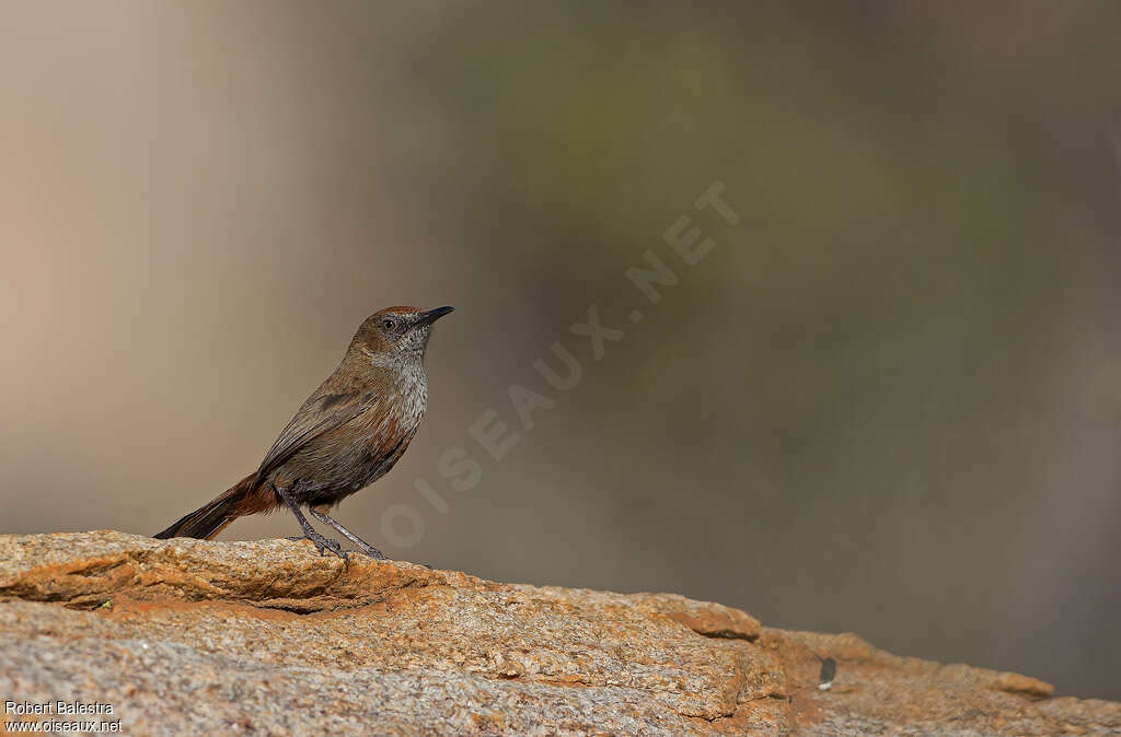 Camaroptère cannelle, identification