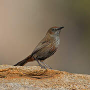 Cinnamon-breasted Warbler