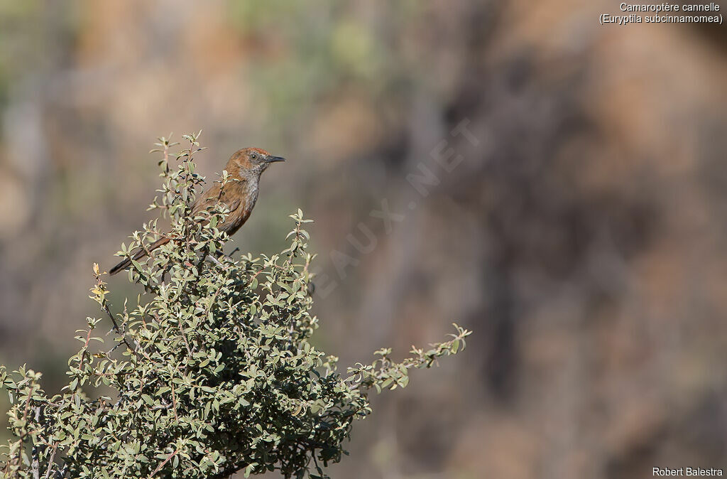 Cinnamon-breasted Warbler