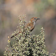 Cinnamon-breasted Warbler