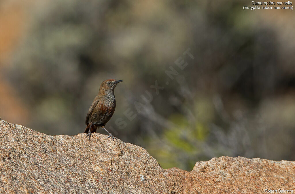 Cinnamon-breasted Warbler