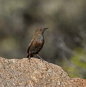 Cinnamon-breasted Warbler