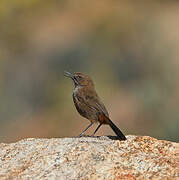 Cinnamon-breasted Warbler