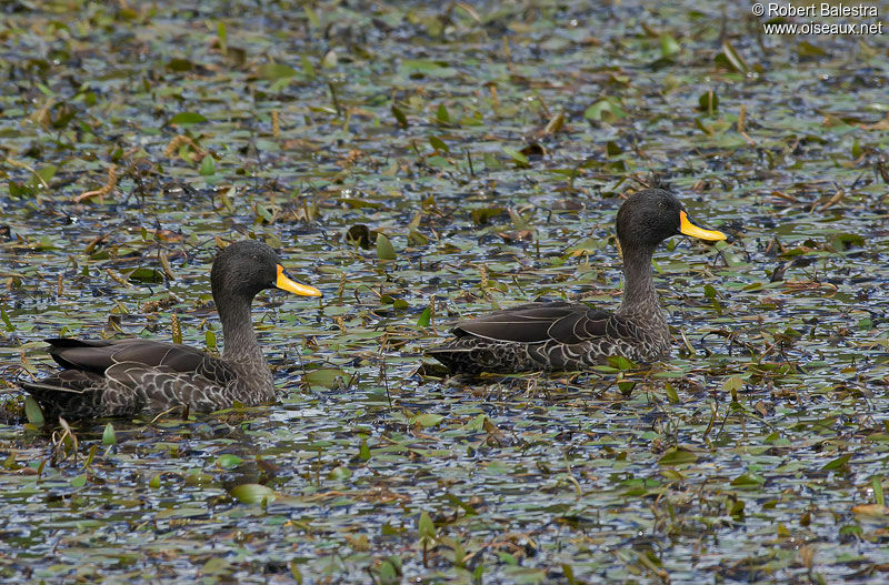 Canard à bec jaune