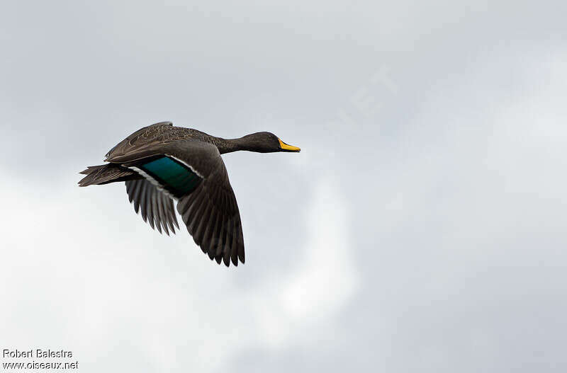 Canard à bec jaune