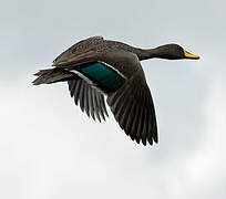 Canard à bec jaune