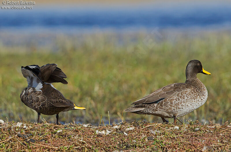 Canard à bec jaune