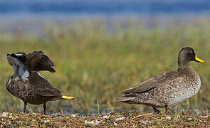 Yellow-billed Duck