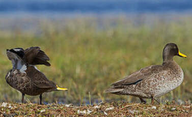 Canard à bec jaune